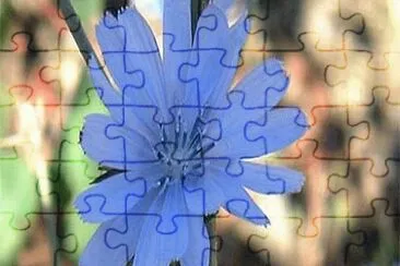 chicorÃ©e jigsaw puzzle