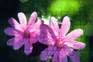 compagnon rouge jigsaw puzzle