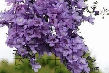 ç´«è—¤ jigsaw puzzle