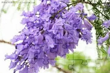 ç´«è—¤ jigsaw puzzle