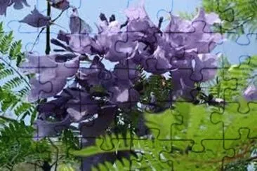 ç´«è—¤ jigsaw puzzle