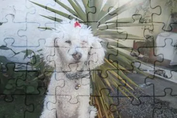 DAISY jigsaw puzzle
