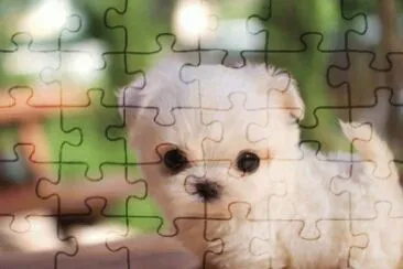 perrito adorable jigsaw puzzle