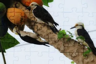 Pica-Pau Branco jigsaw puzzle