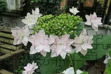hydrangea HANABI jigsaw puzzle
