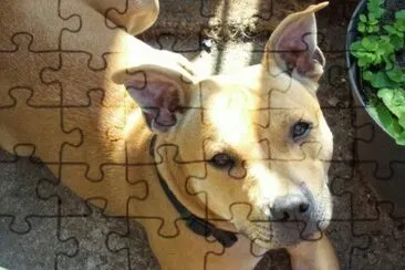 פאזל של Dogs