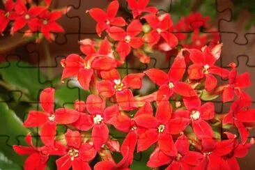 kalanchoÃ© jigsaw puzzle