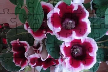 gloxinia jigsaw puzzle