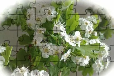 Biancospino jigsaw puzzle