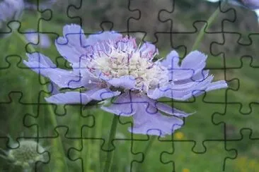 scabieuse jigsaw puzzle