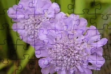 scabieuse jigsaw puzzle
