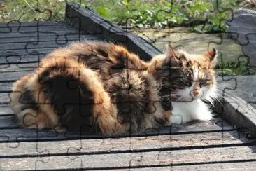 chat jigsaw puzzle