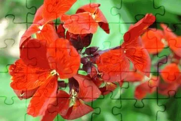 giroflÃ©e jigsaw puzzle