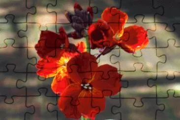 giroflÃ©e jigsaw puzzle