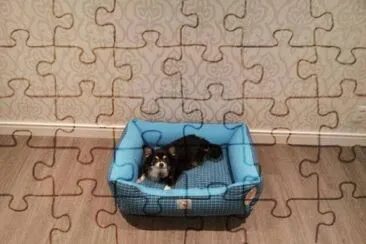 Nick na sua nova cama