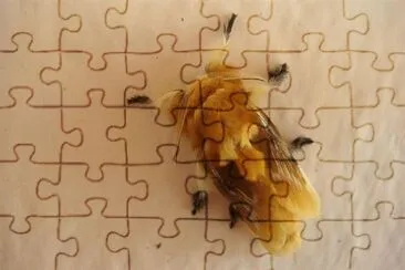 polilla de mejico jigsaw puzzle