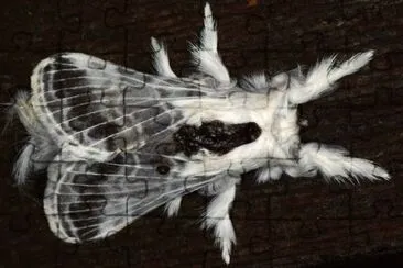 polilla jigsaw puzzle