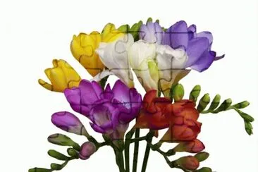 freesias jigsaw puzzle
