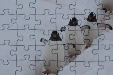 En la AntÃ¡rtida Argentina jigsaw puzzle
