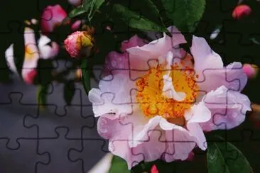 פאזל של èŒ¶èŠ±