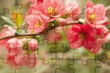 durazno de jardin jigsaw puzzle