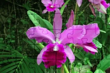 orquidea rosada