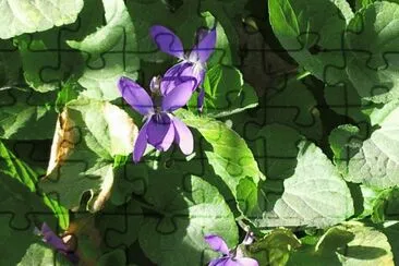 פאזל של violetas