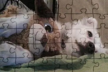 Tango y perrito jigsaw puzzle