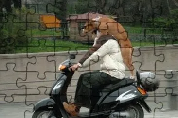 perro paseando en moto jigsaw puzzle