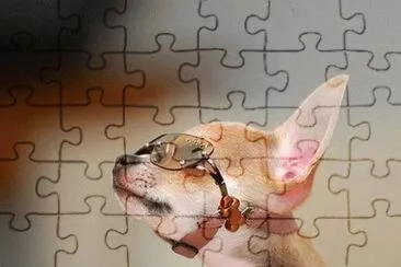 perro con anteojos