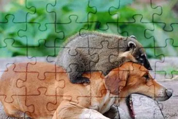 perro jugando