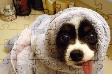 perro envuelto