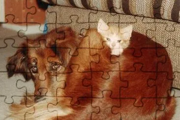 perro y gatito juntos