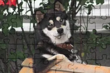 perro sentado en el parque