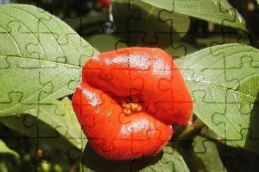 flor en forma de labios jigsaw puzzle