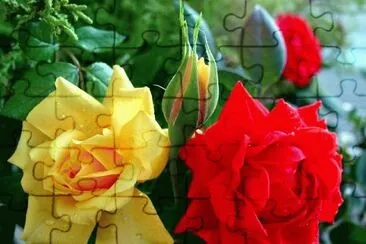 rosas jigsaw puzzle