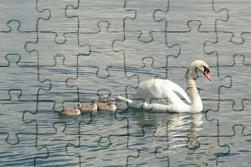 famille de cygnes