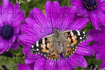 flor y mariposa2