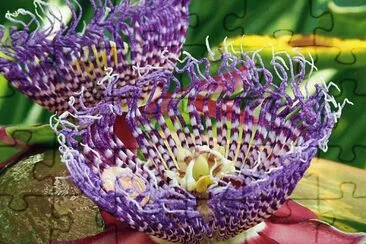flor flia.passionaria jigsaw puzzle