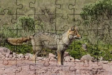 פאזל של Cachorro do Campo