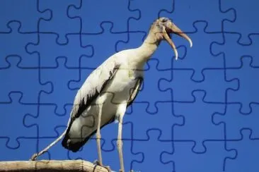 Cabeça Careca