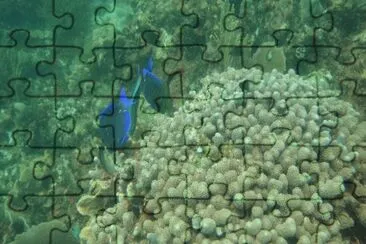 BUCEO jigsaw puzzle