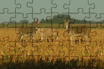 los burros jigsaw puzzle