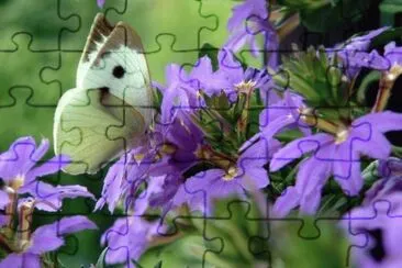 mariposa8