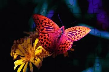 mariposa10
