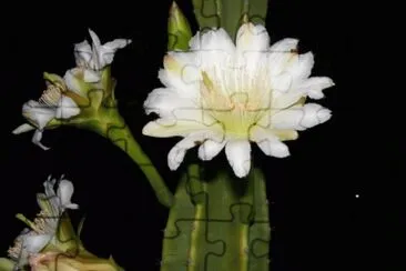 flor de cactus