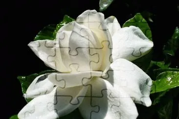 flor de jazmin