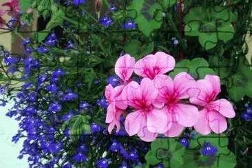 lobelia y geranio