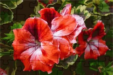 geranio jigsaw puzzle