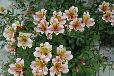 fleurs jigsaw puzzle